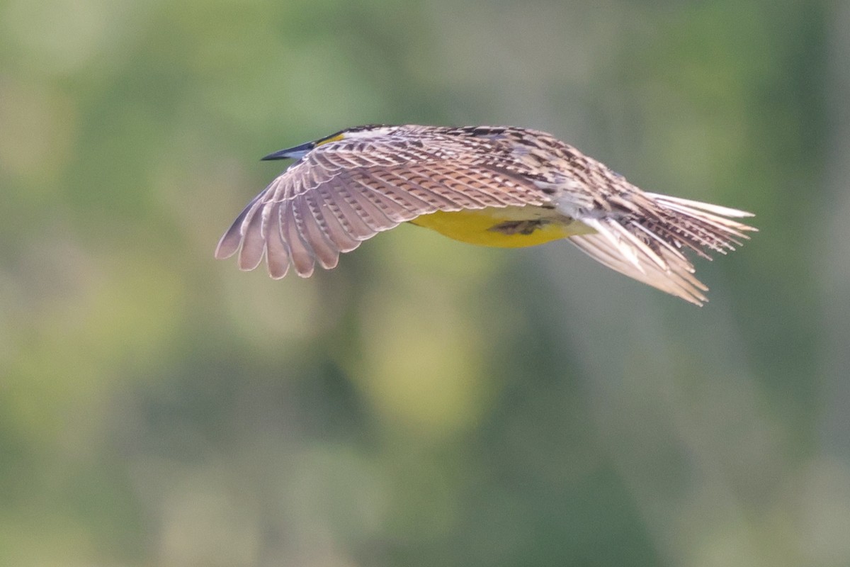 Eastern Meadowlark - ML583973261
