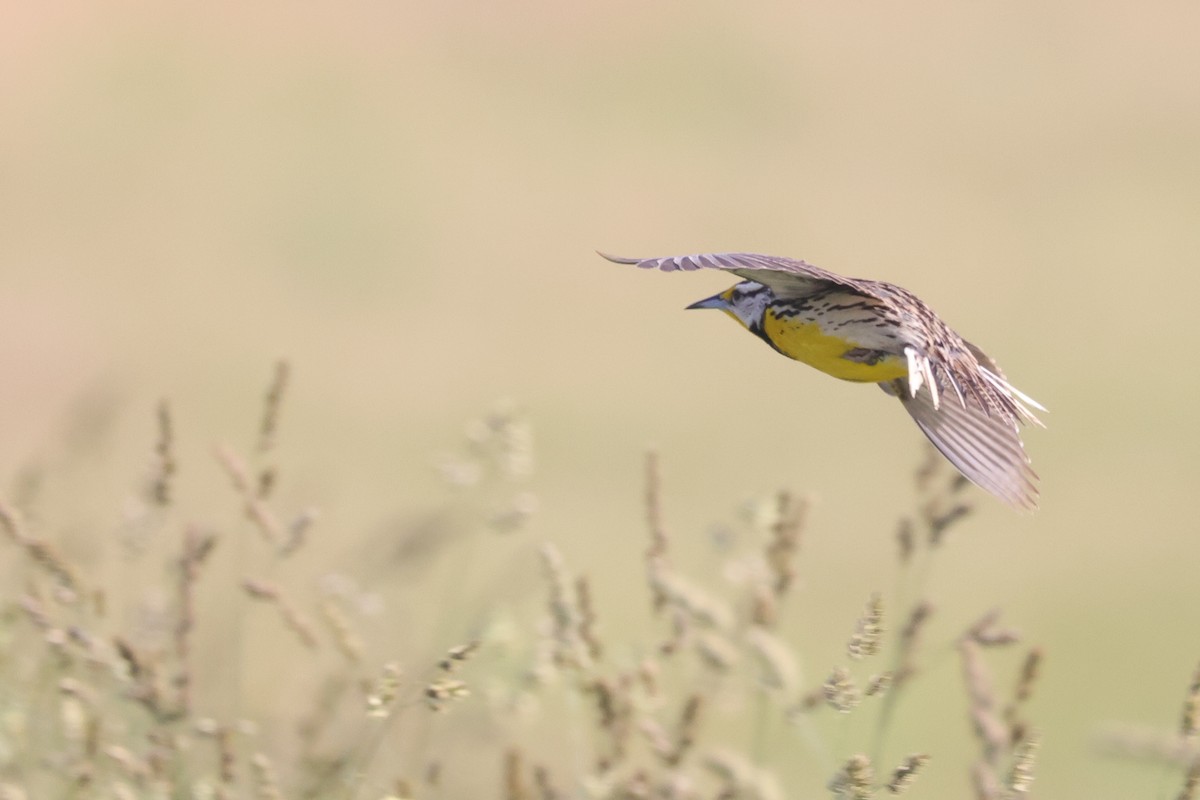 Eastern Meadowlark - ML583973441