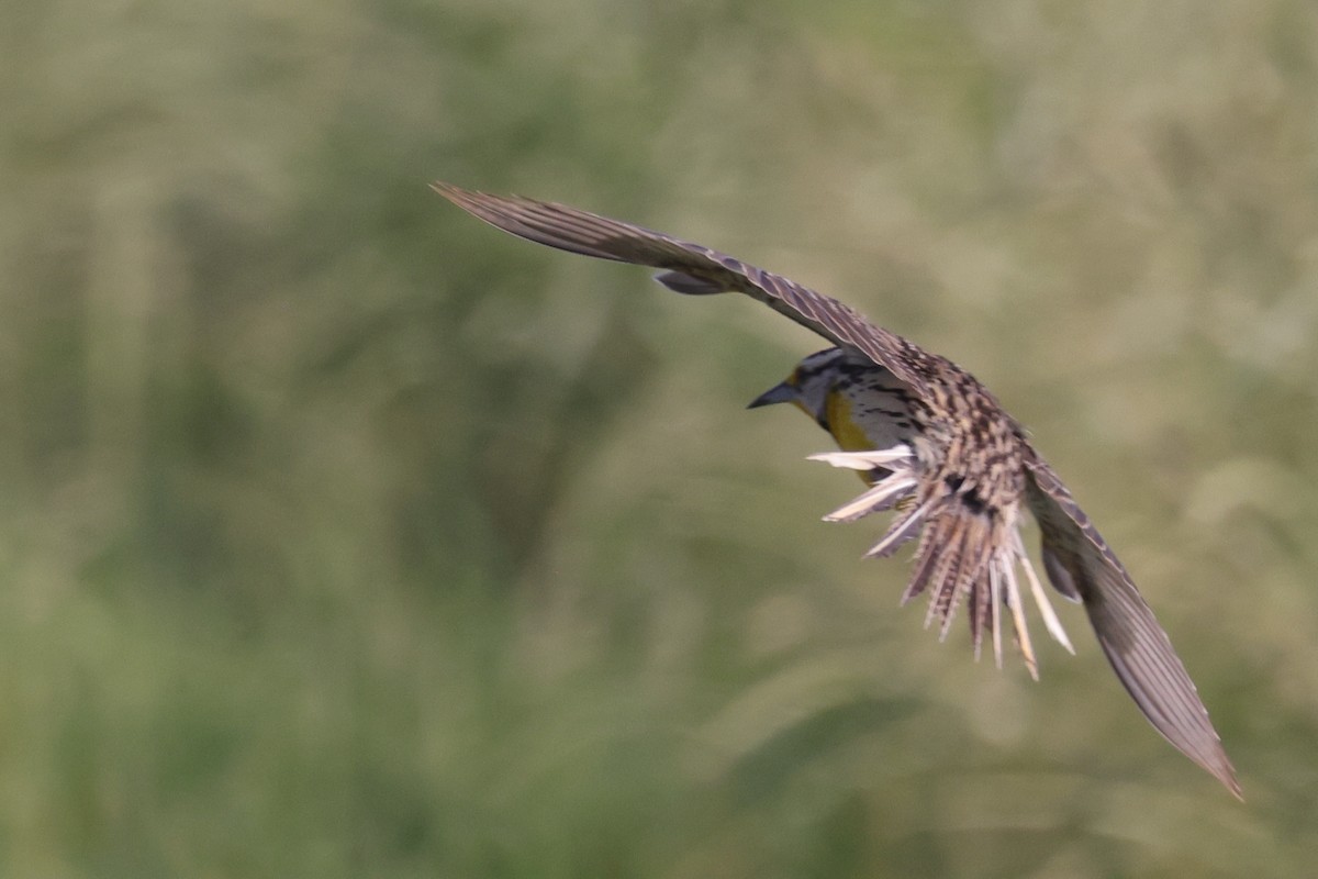 Eastern Meadowlark - ML583973491