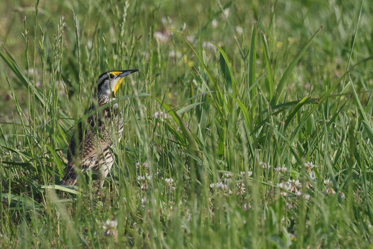 Eastern Meadowlark - ML583973521