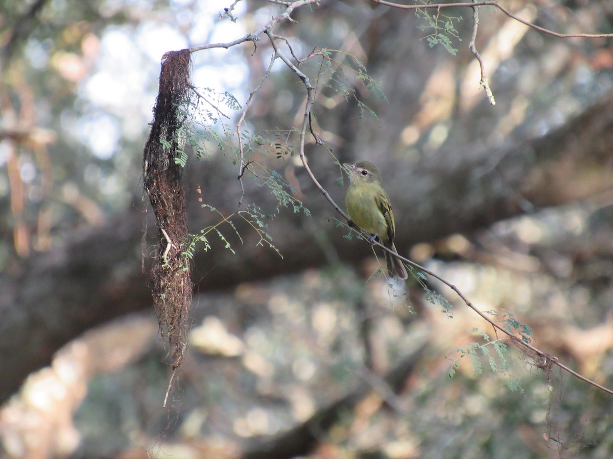 Yellow-olive Flatbill - ML583974271