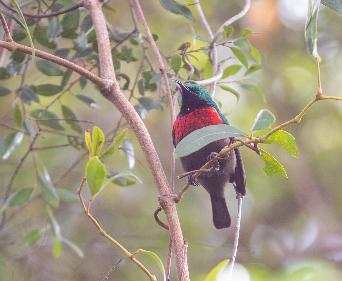 Neergaard's Sunbird - ML583974741