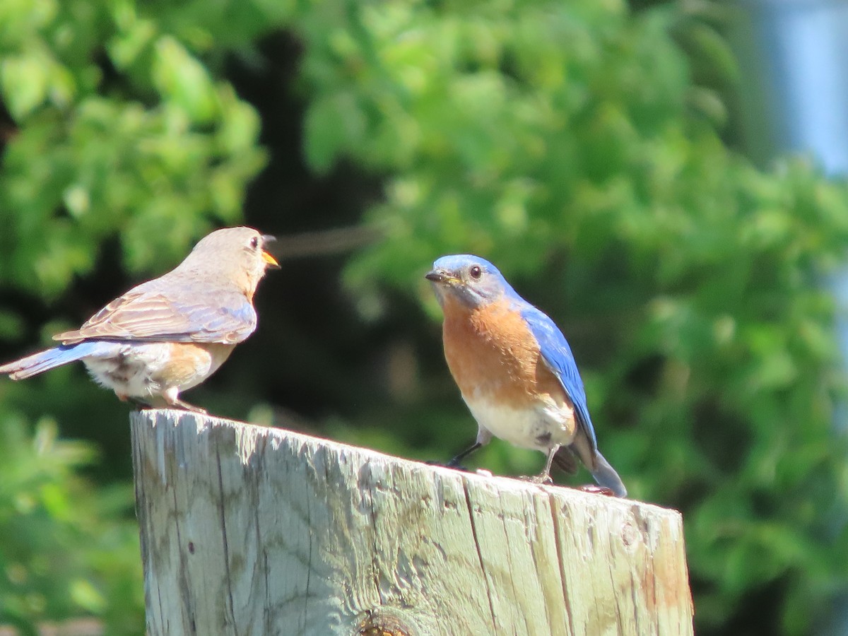 østblåfugl - ML583975151