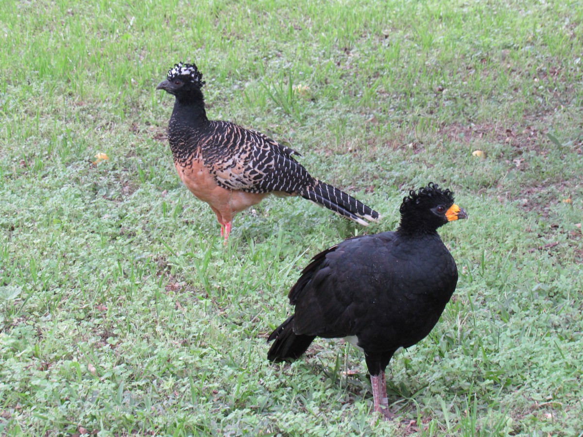 Bare-faced Curassow - ML583975161