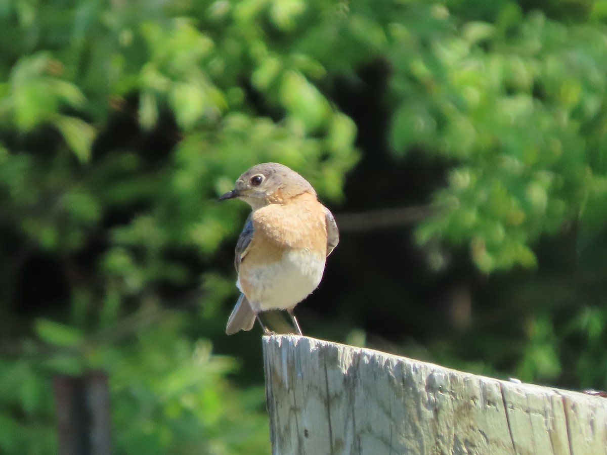 østblåfugl - ML583975411