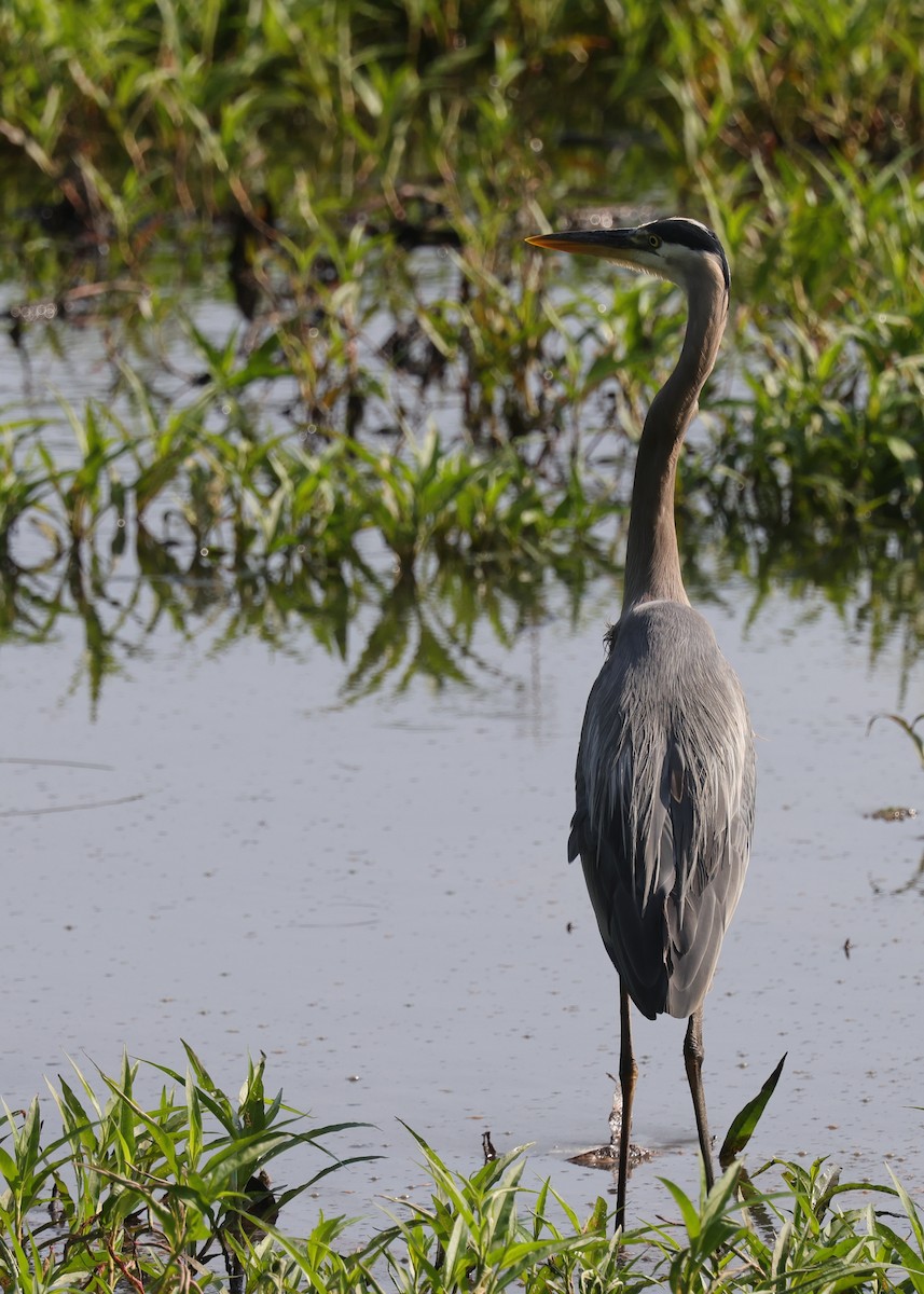 Great Blue Heron (Great Blue) - ML583975621