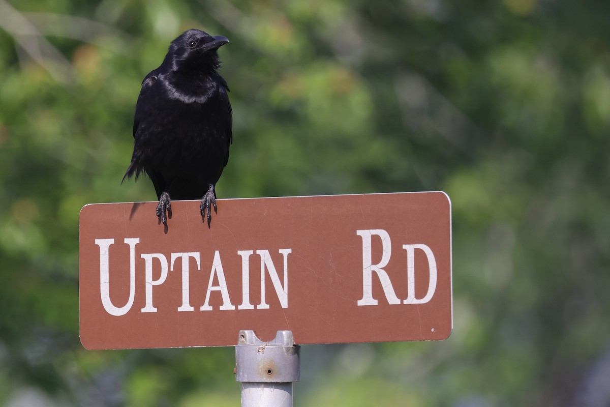 Fish Crow - ML583975721