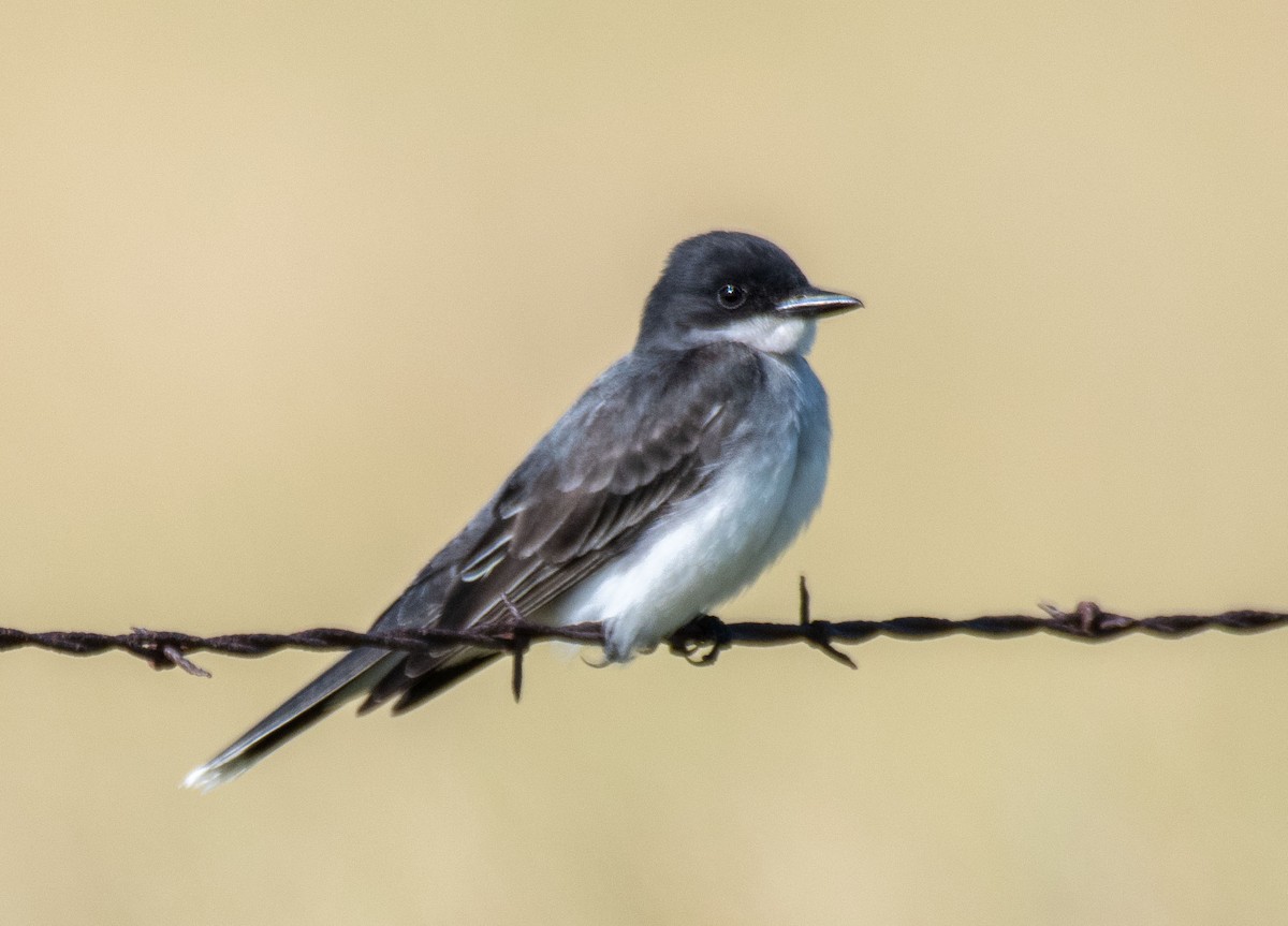 Eastern Kingbird - Dennis Endicott