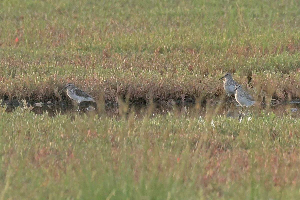 White-rumped Sandpiper - ML583976481