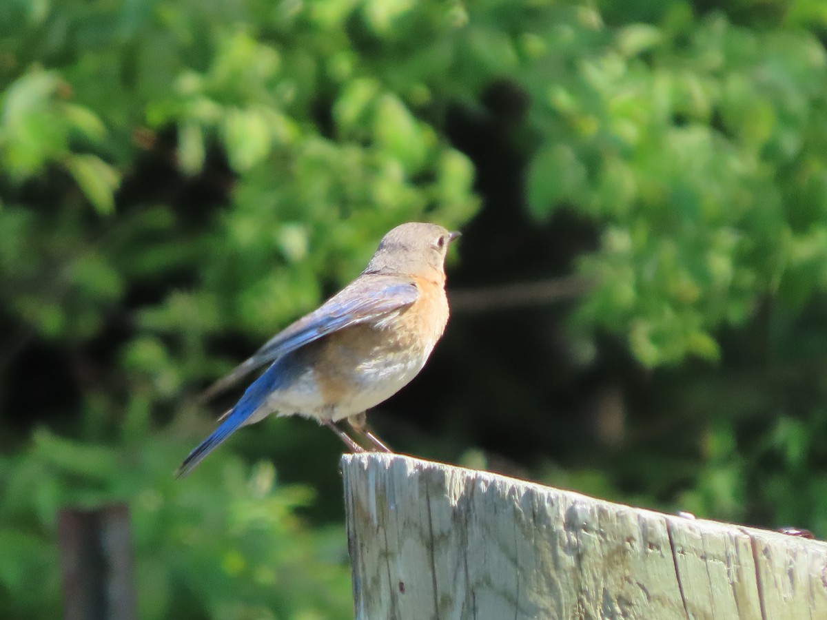 østblåfugl - ML583976531