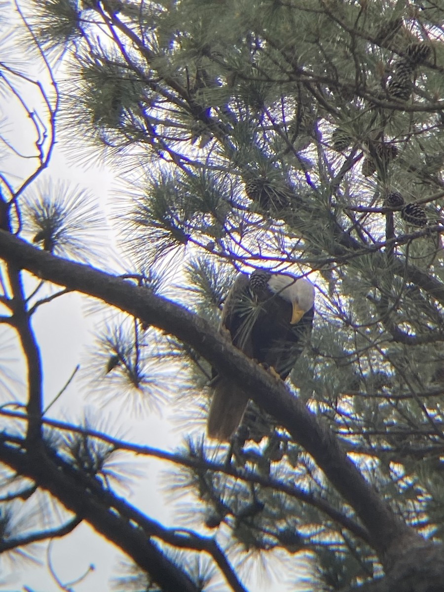 Bald Eagle - ML583978121