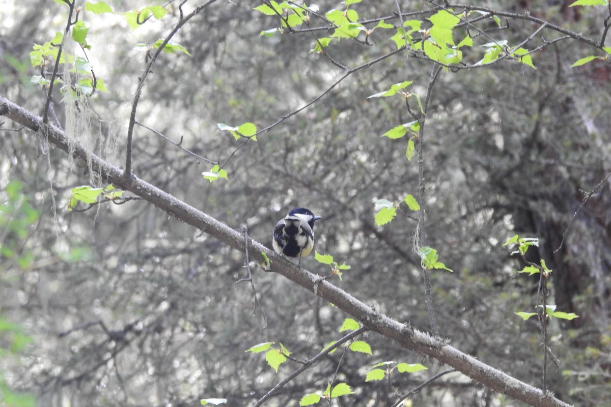 Great Tit (Great) - ML583978171