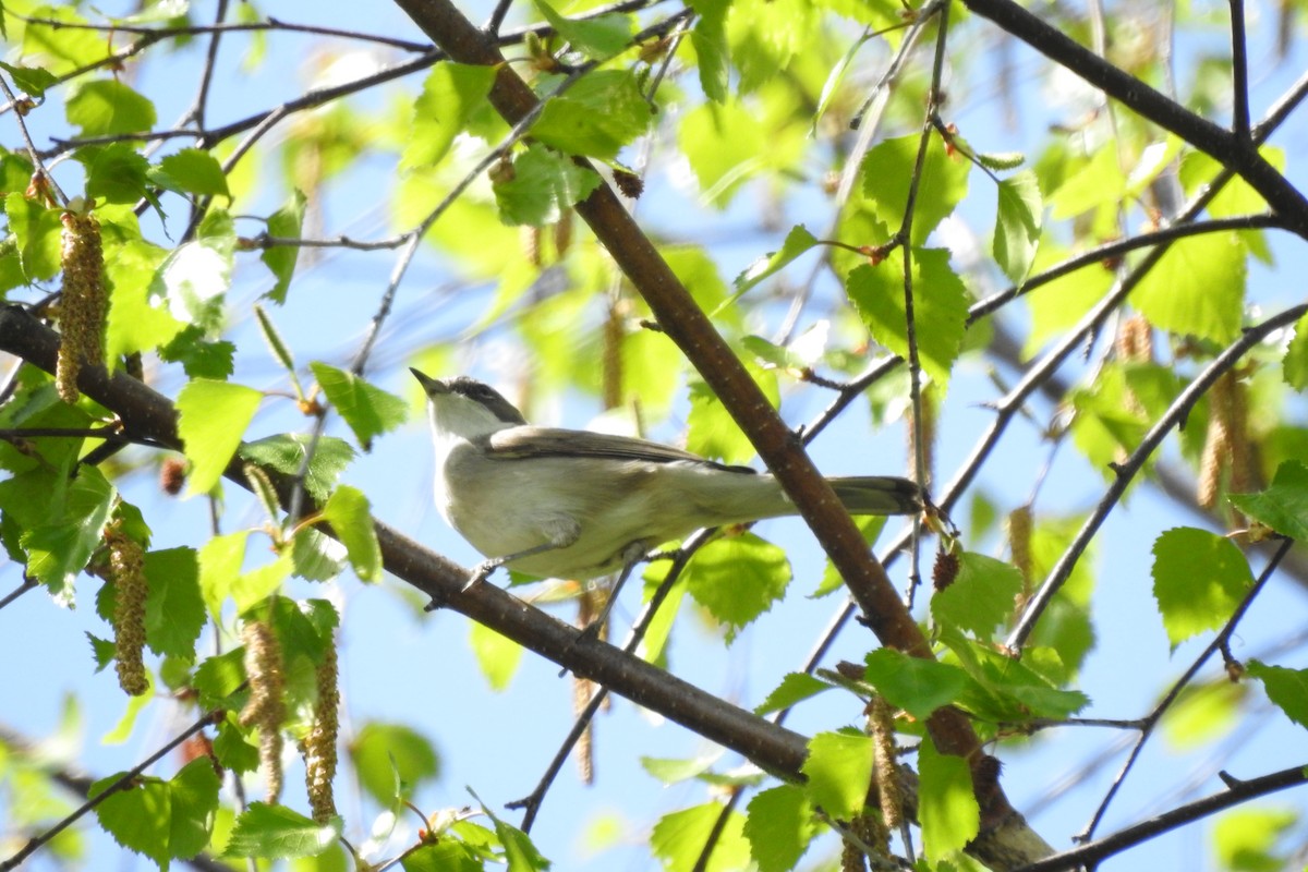 Lesser Whitethroat (Lesser) - ML583978201