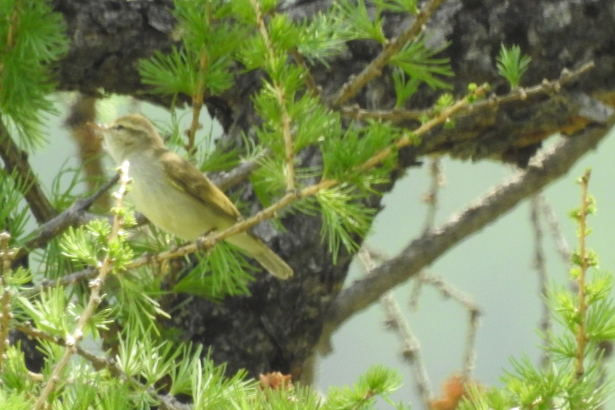 Greenish Warbler - ML583978221