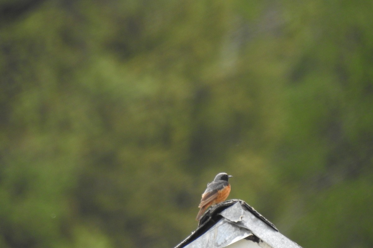 Black Redstart - Zhanyi Lin