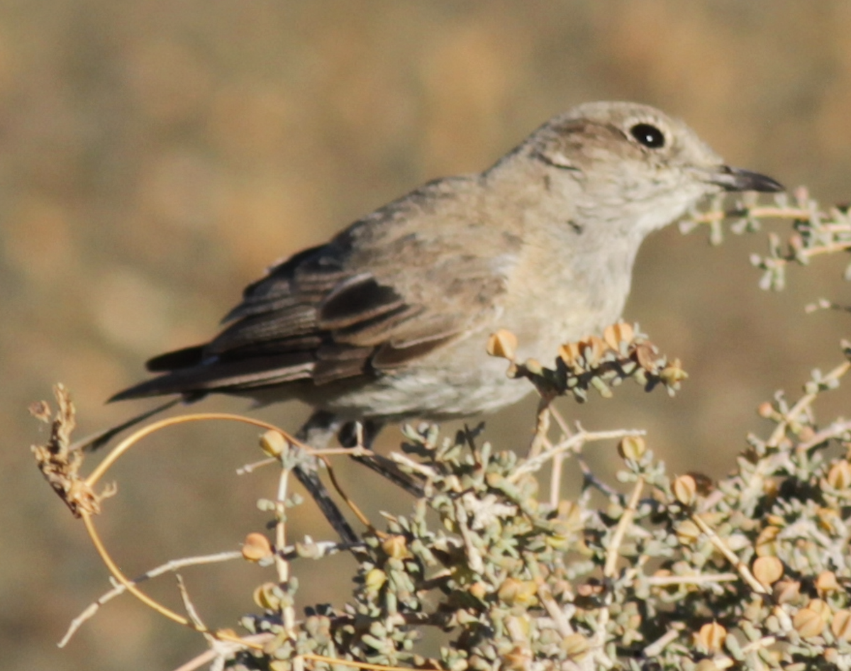 Karoo Chat - ML583978991