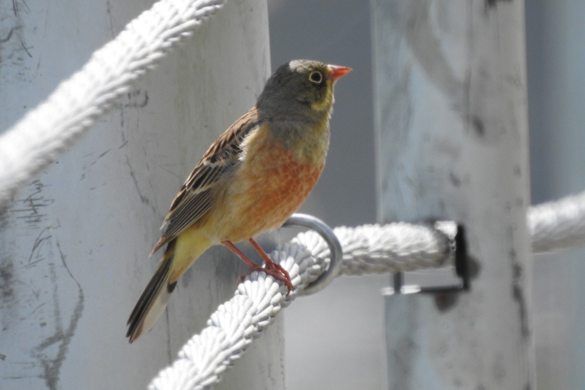 Ortolan Bunting - ML583979201