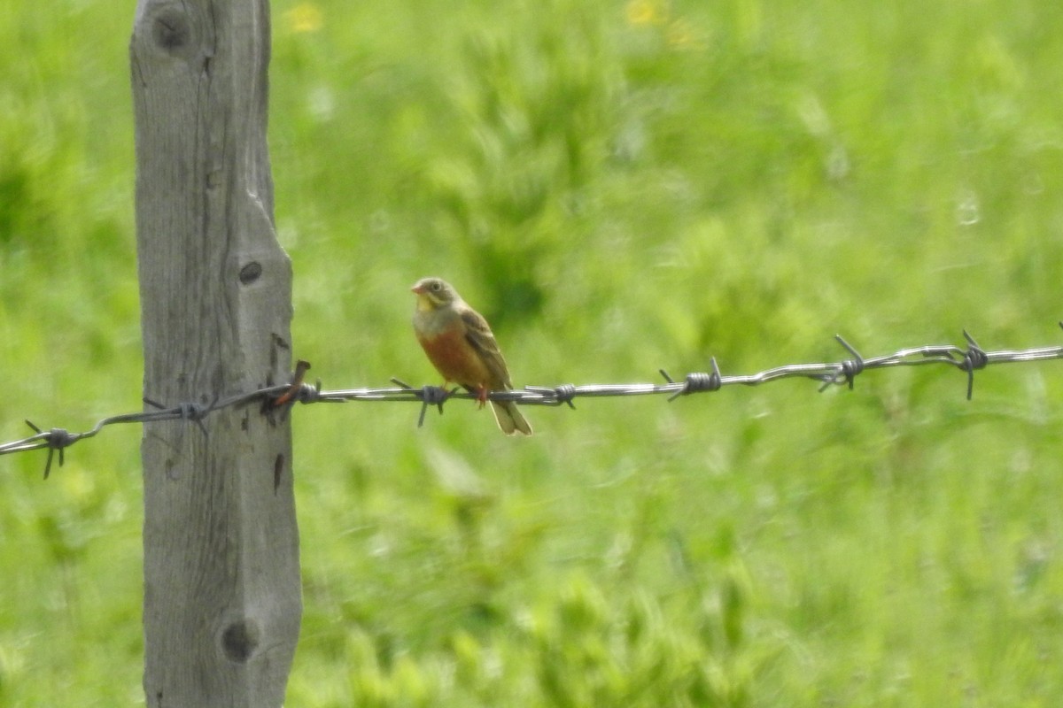 Ortolan Bunting - ML583979211