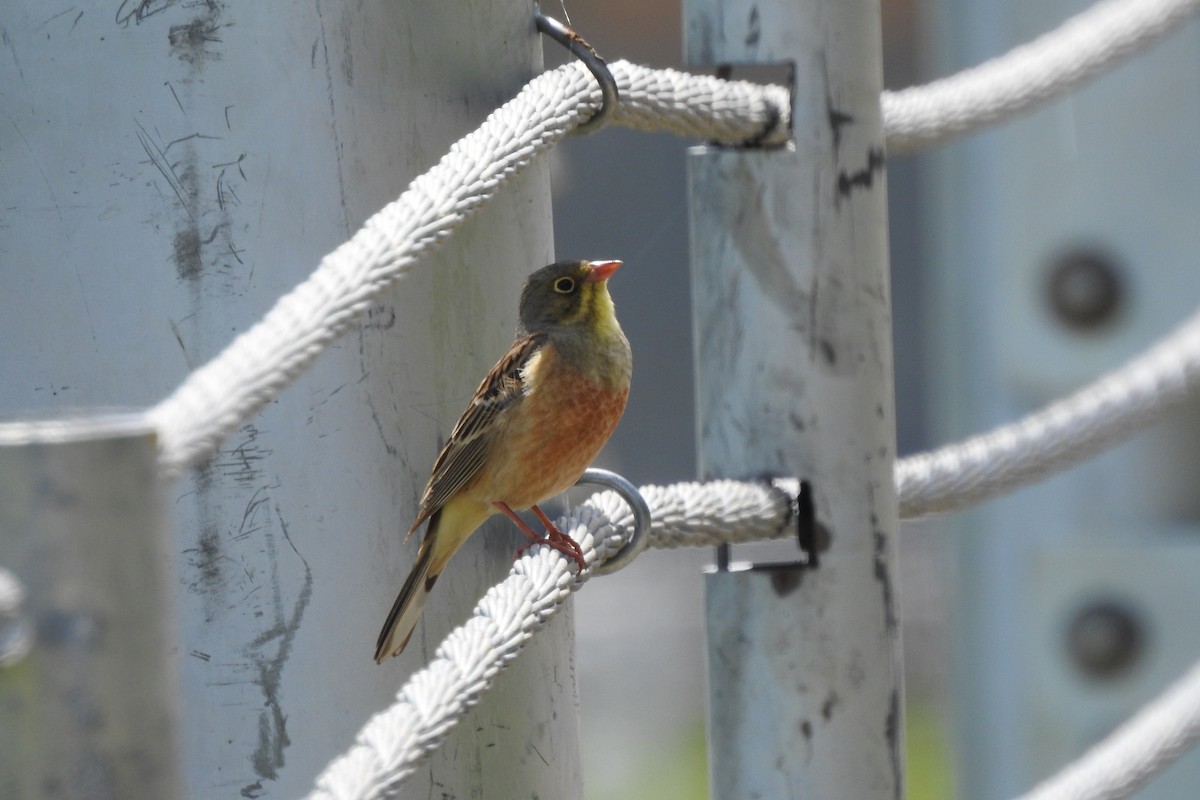 Ortolan Bunting - ML583979221