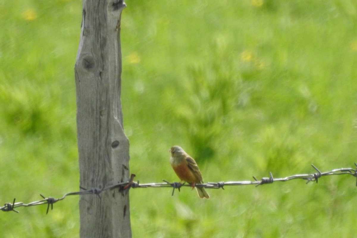 Ortolan Bunting - ML583979231