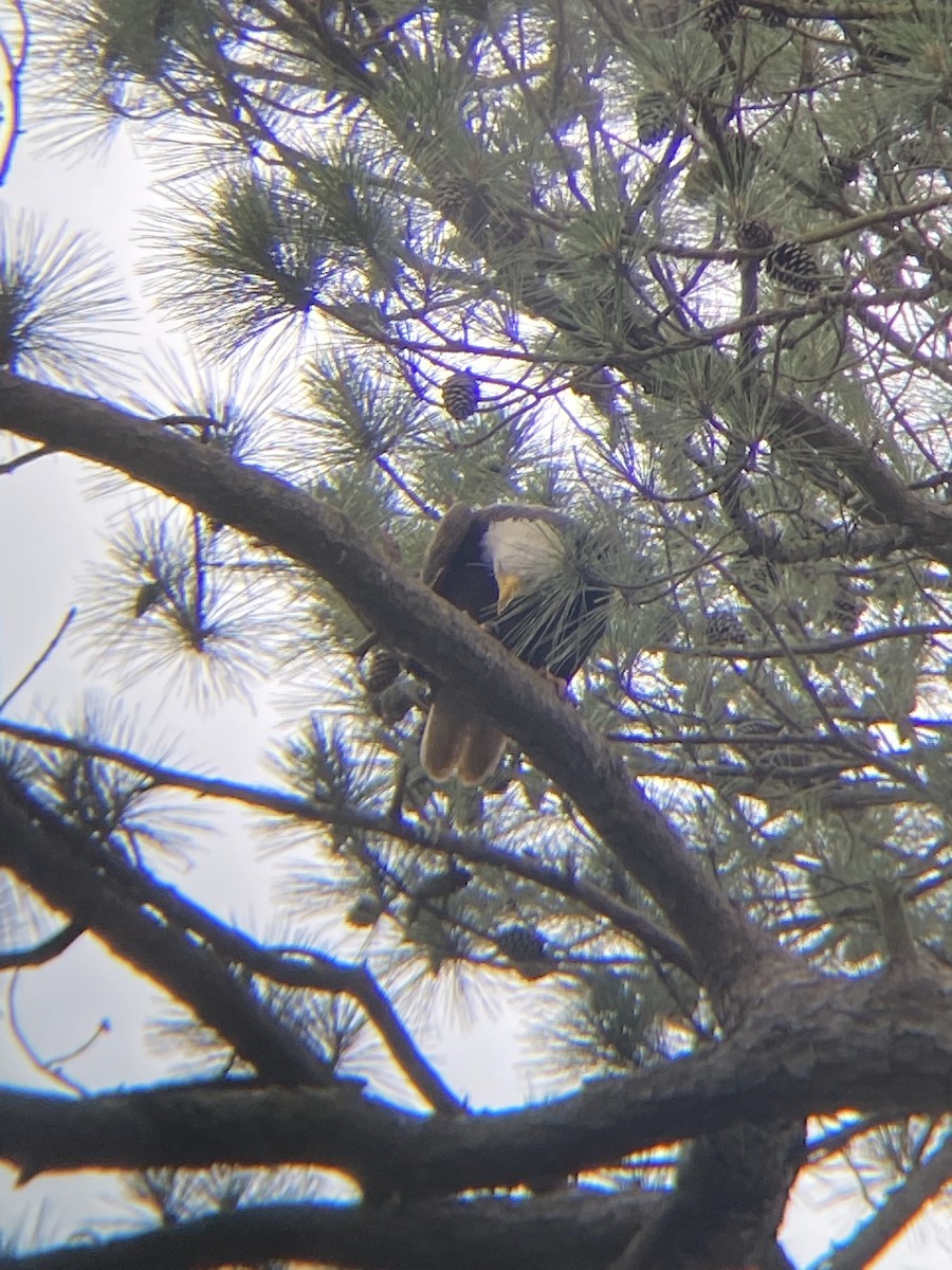 Weißkopf-Seeadler - ML583979481