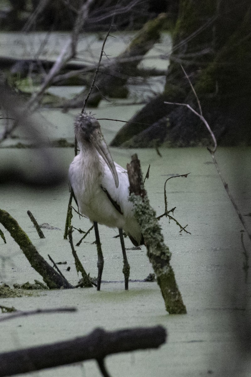 Wood Stork - ML583979821