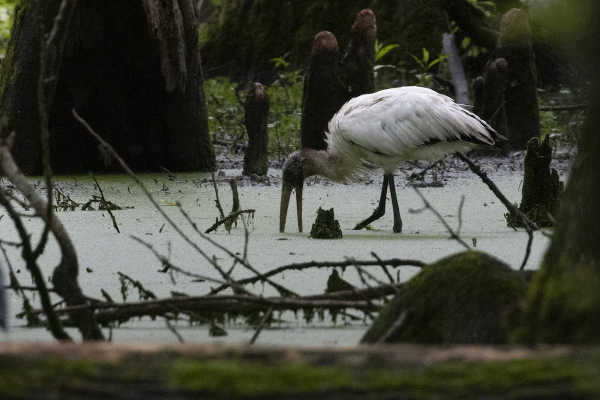 アメリカトキコウ - ML583979831