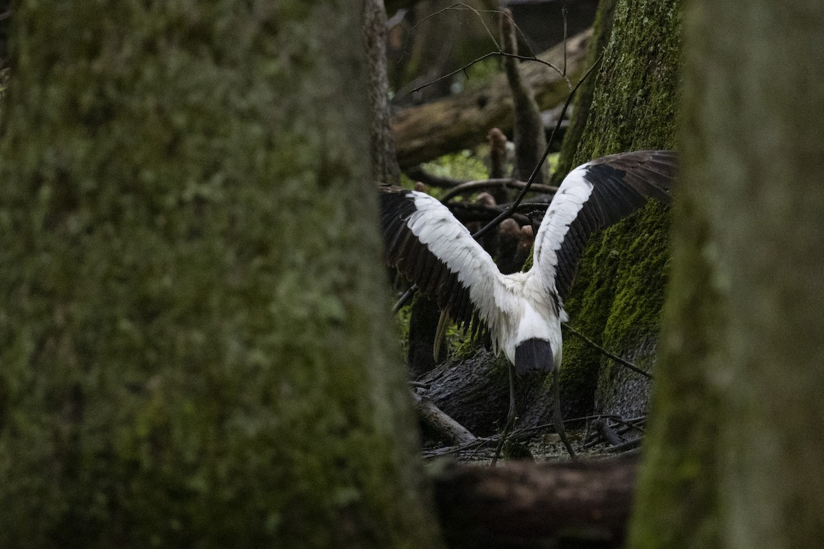 アメリカトキコウ - ML583979841