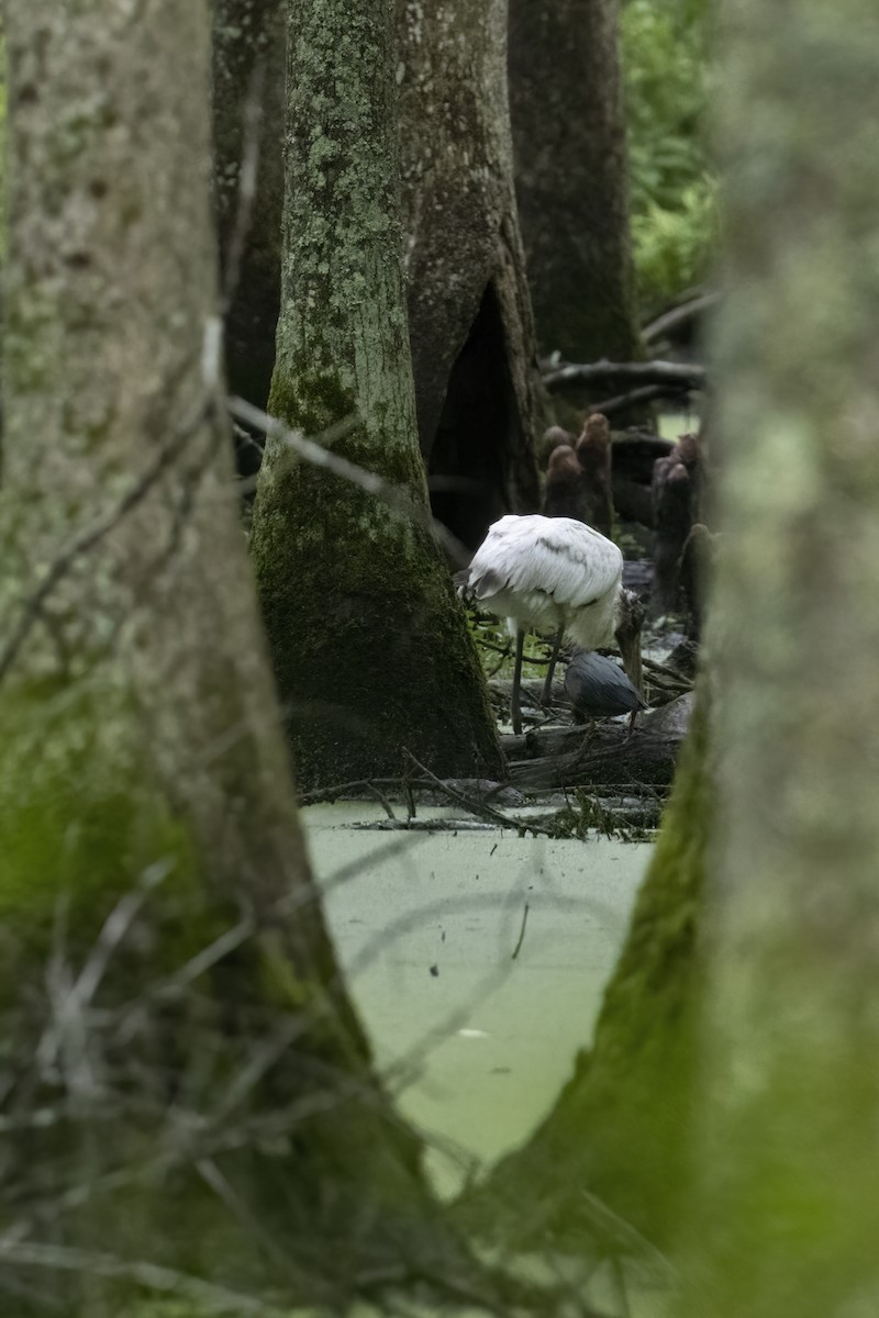 アメリカトキコウ - ML583979851