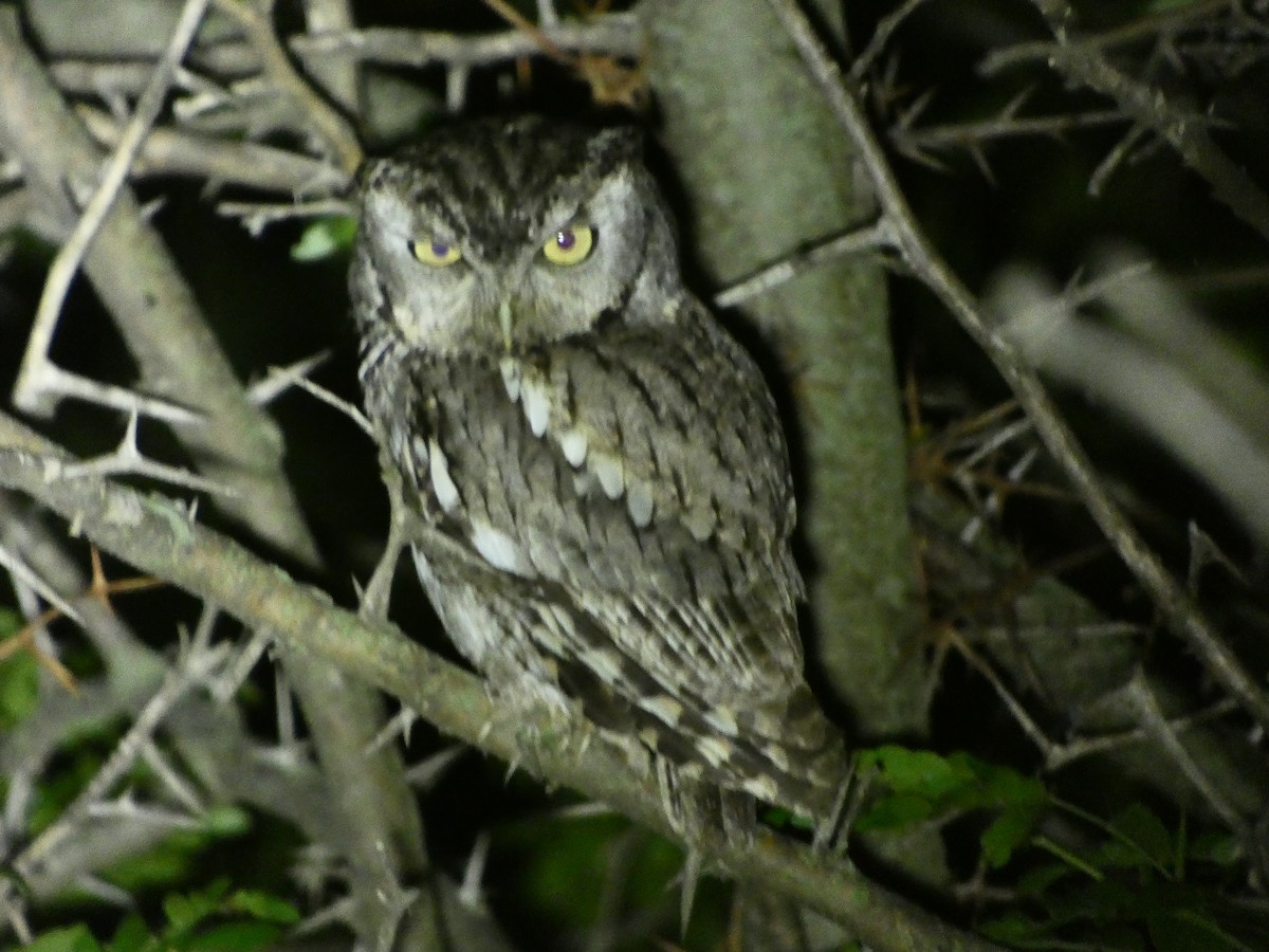 Eastern Screech-Owl - ML583980111