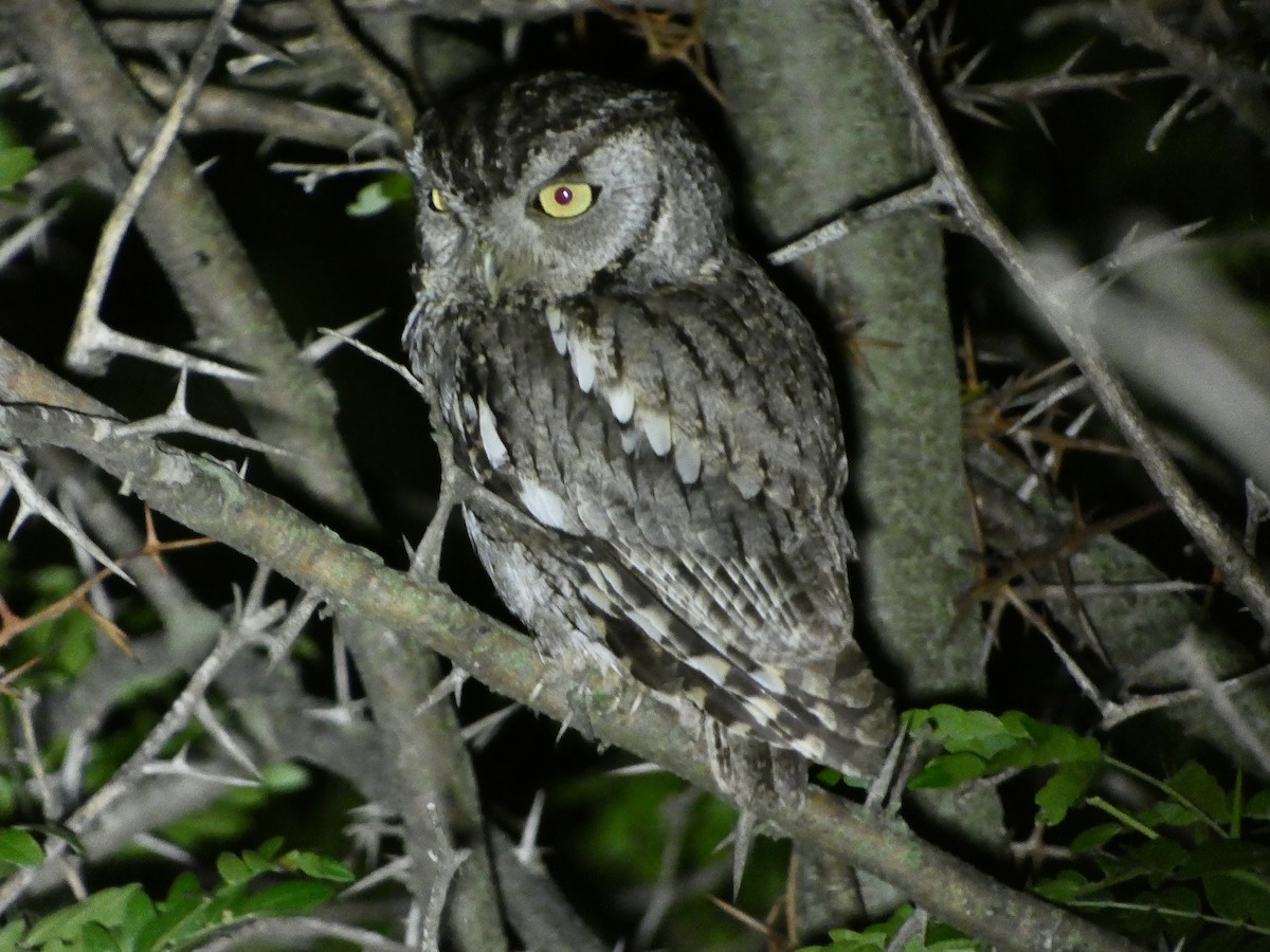 Eastern Screech-Owl - ML583980121