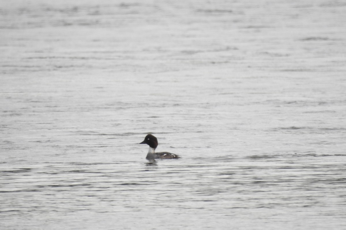 Common Goldeneye - ML583981981