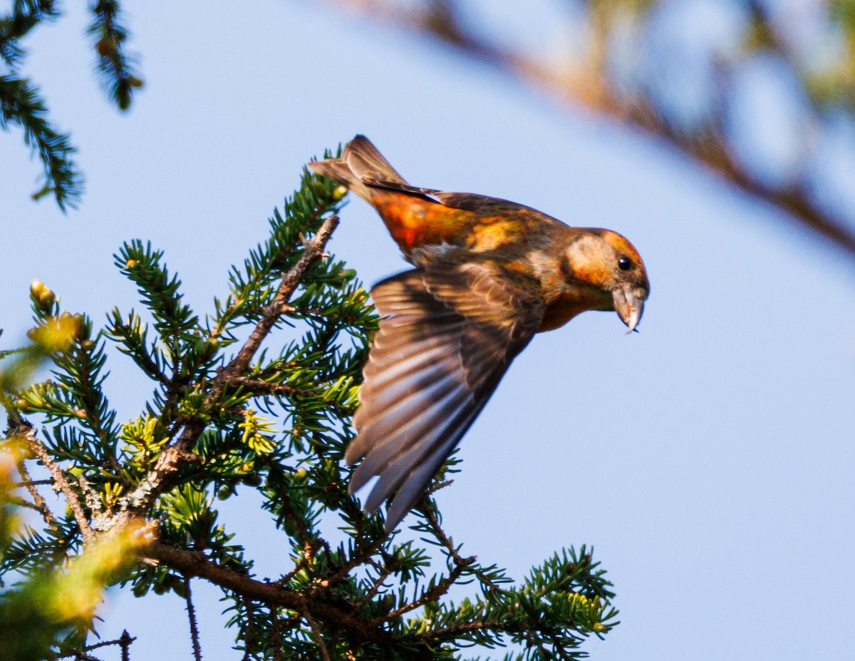 イスカ - ML583982301