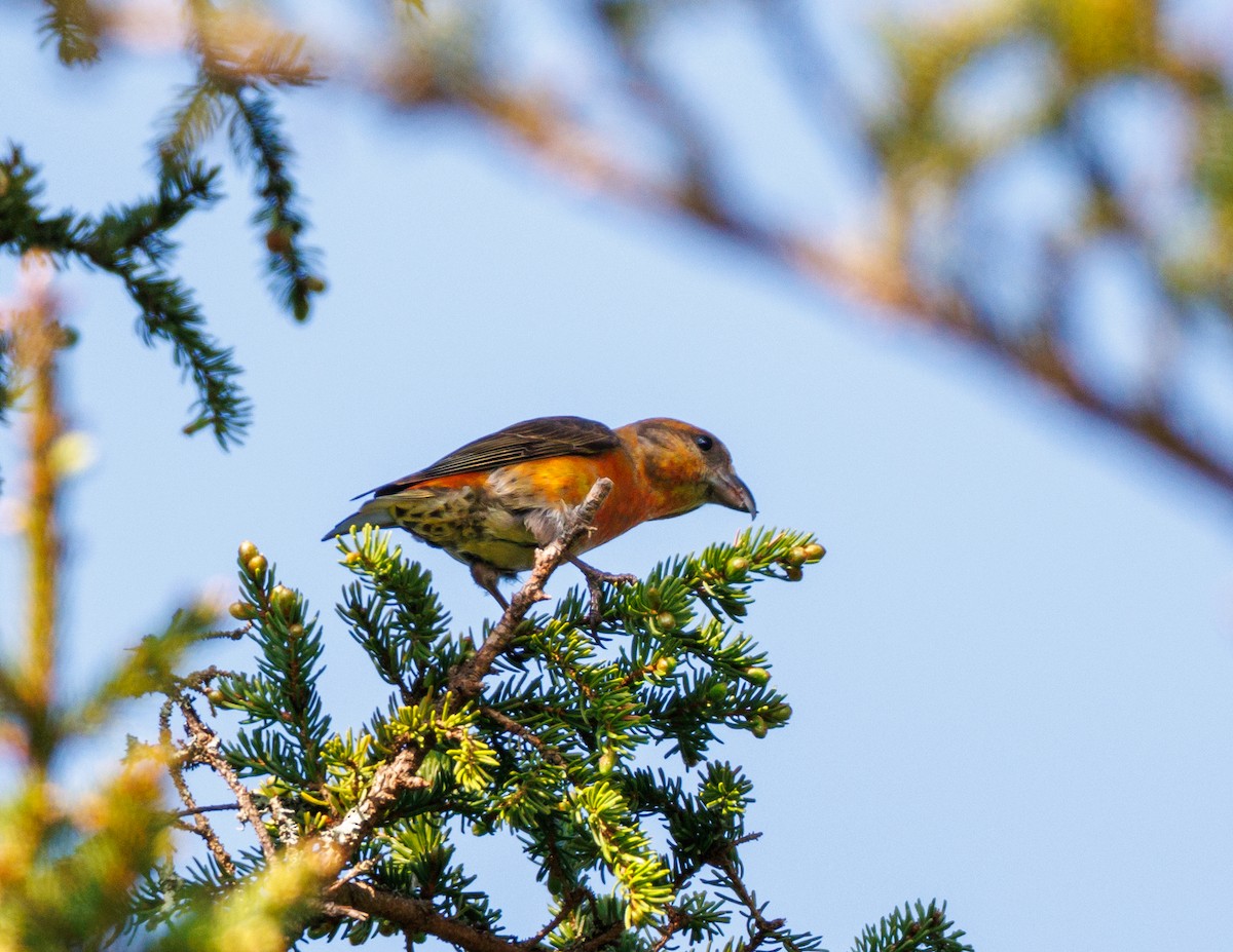 イスカ - ML583982311