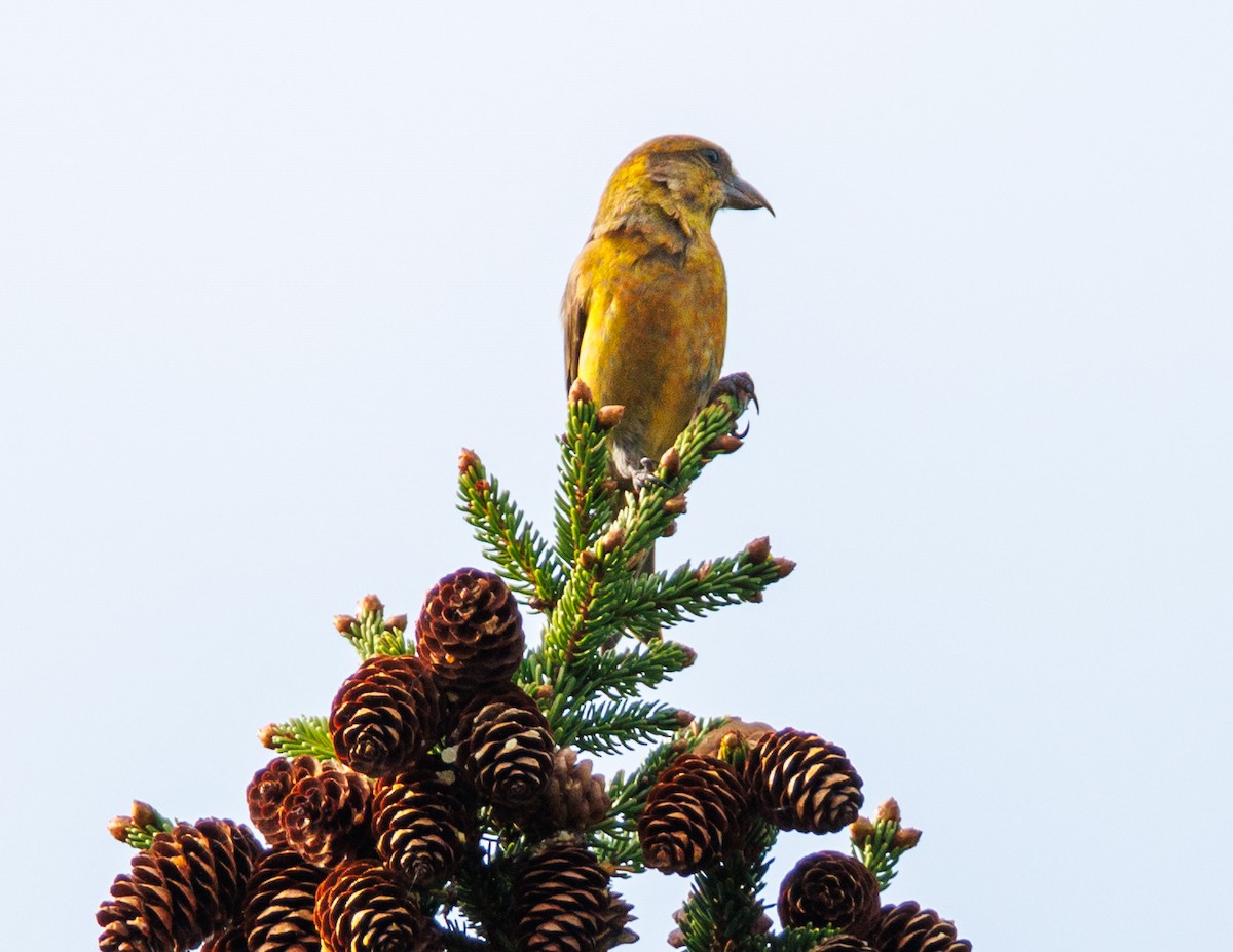 イスカ - ML583982321