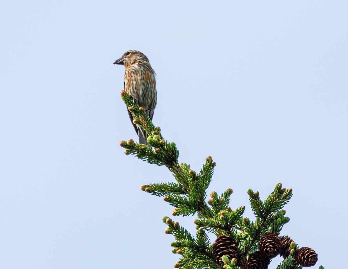 イスカ - ML583982341