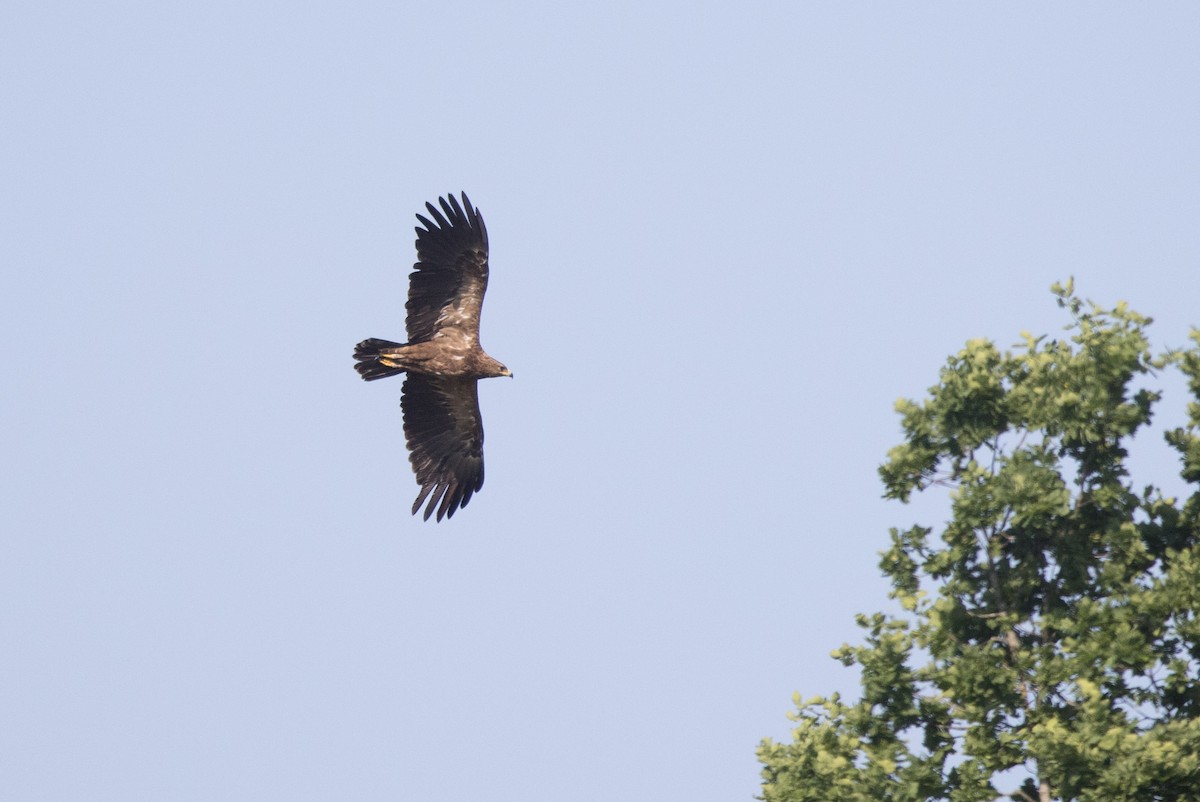 Lesser Spotted Eagle - ML583982691