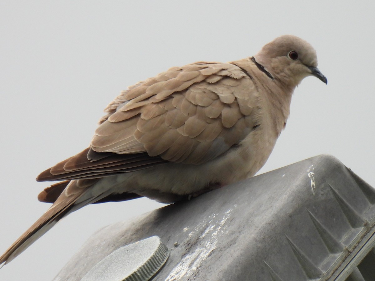 Eurasian Collared-Dove - ML583982831