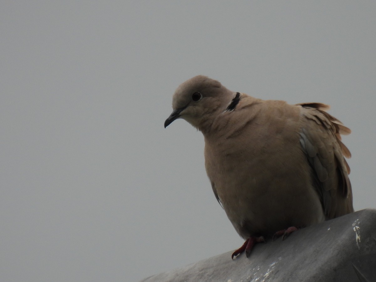 Eurasian Collared-Dove - Chuck Estes