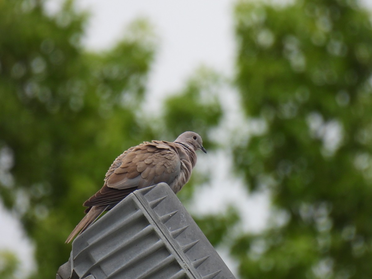 Eurasian Collared-Dove - ML583982861