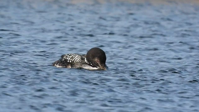 Yellow-billed Loon - ML583983461