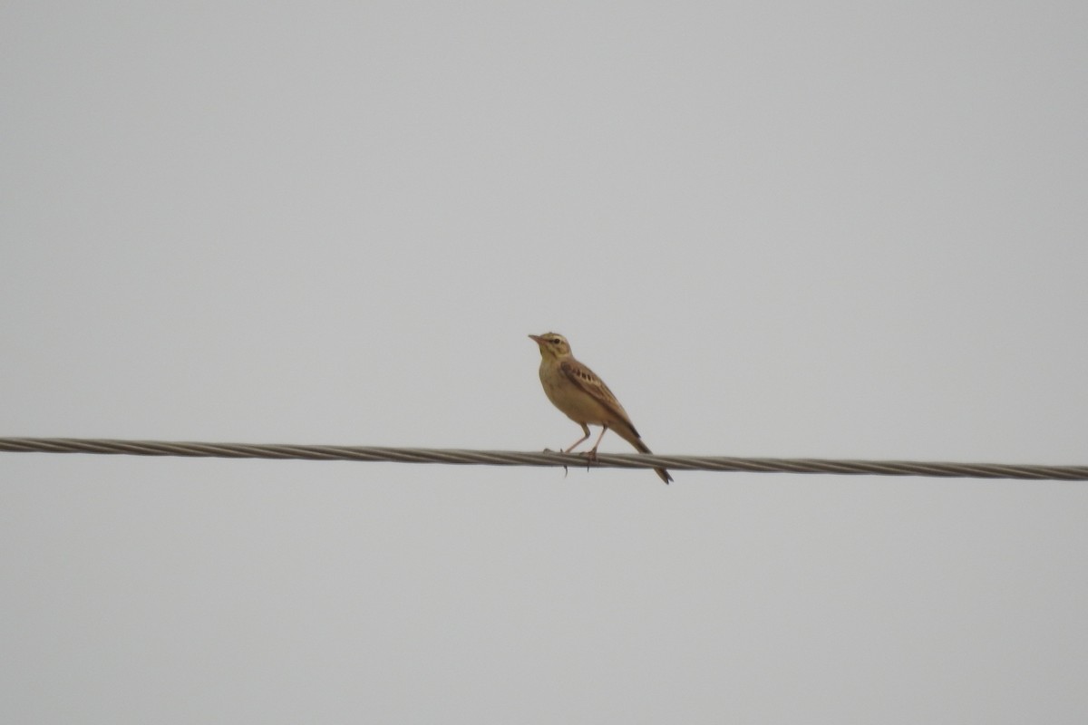 Tawny Pipit - Zhanyi Lin