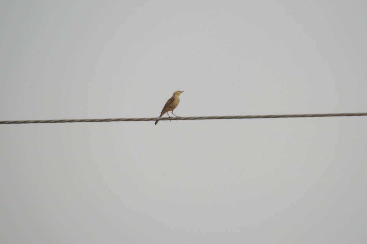 Tawny Pipit - Zhanyi Lin