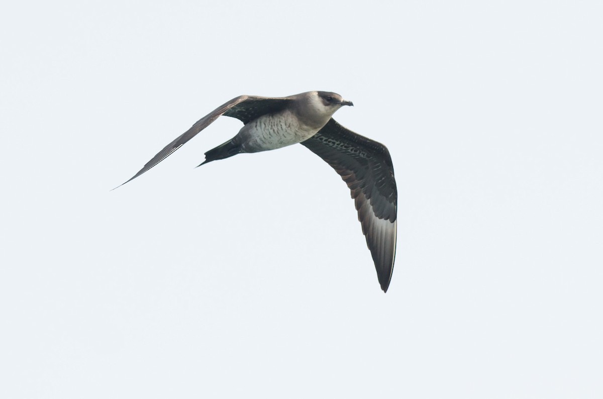 Parasitic Jaeger - ML583984421