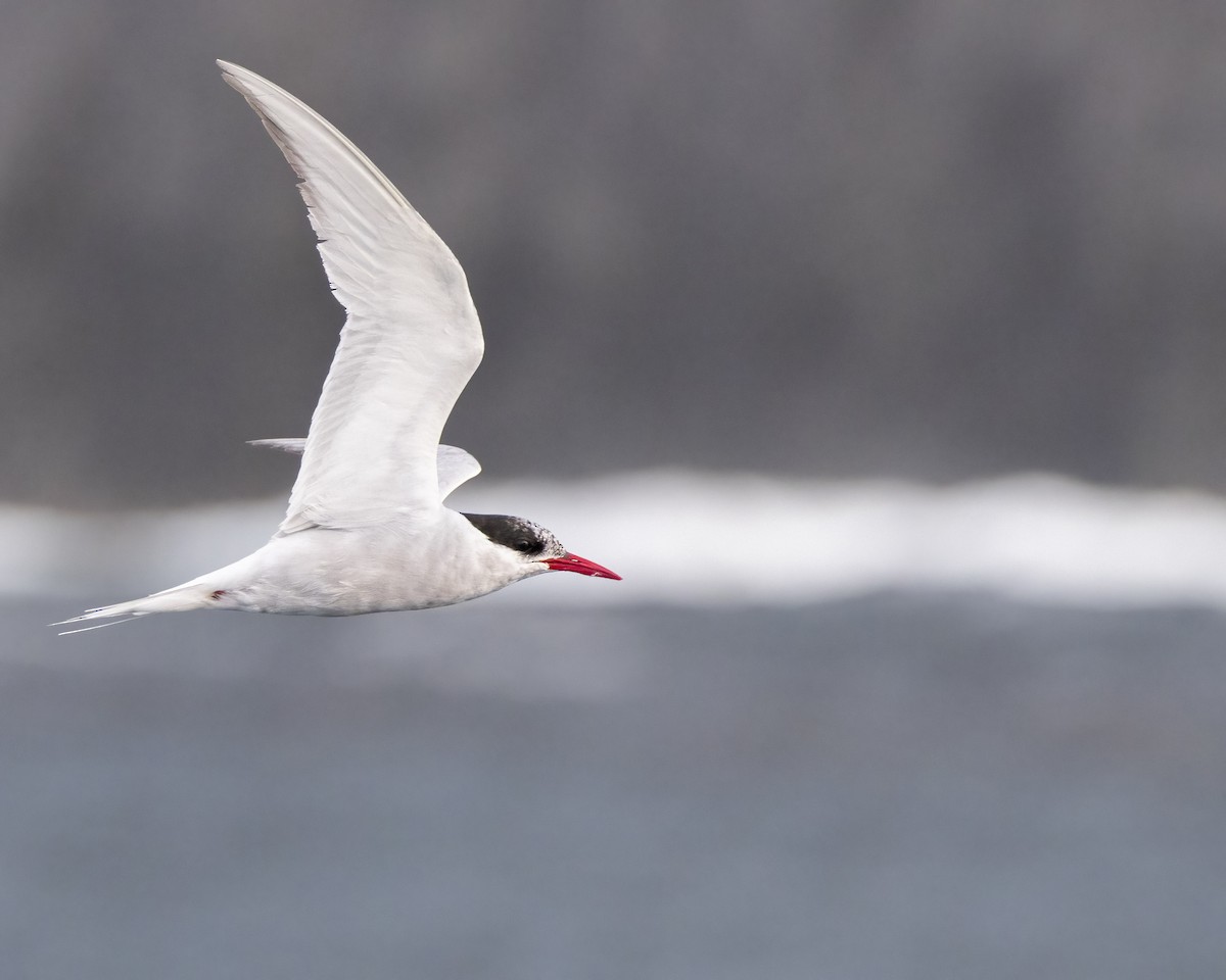 Antarctic Tern - ML583984511