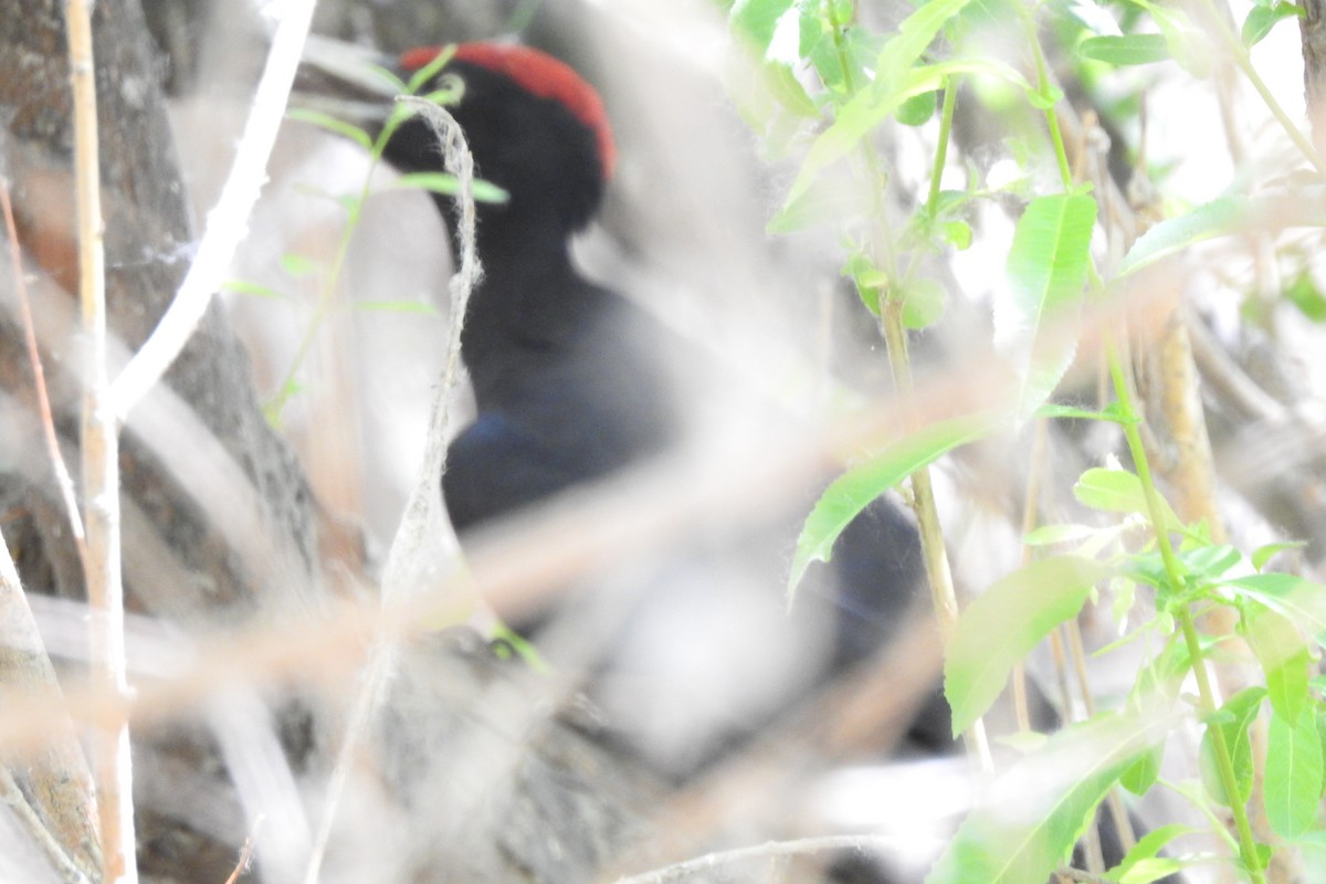 Black Woodpecker - ML583984931