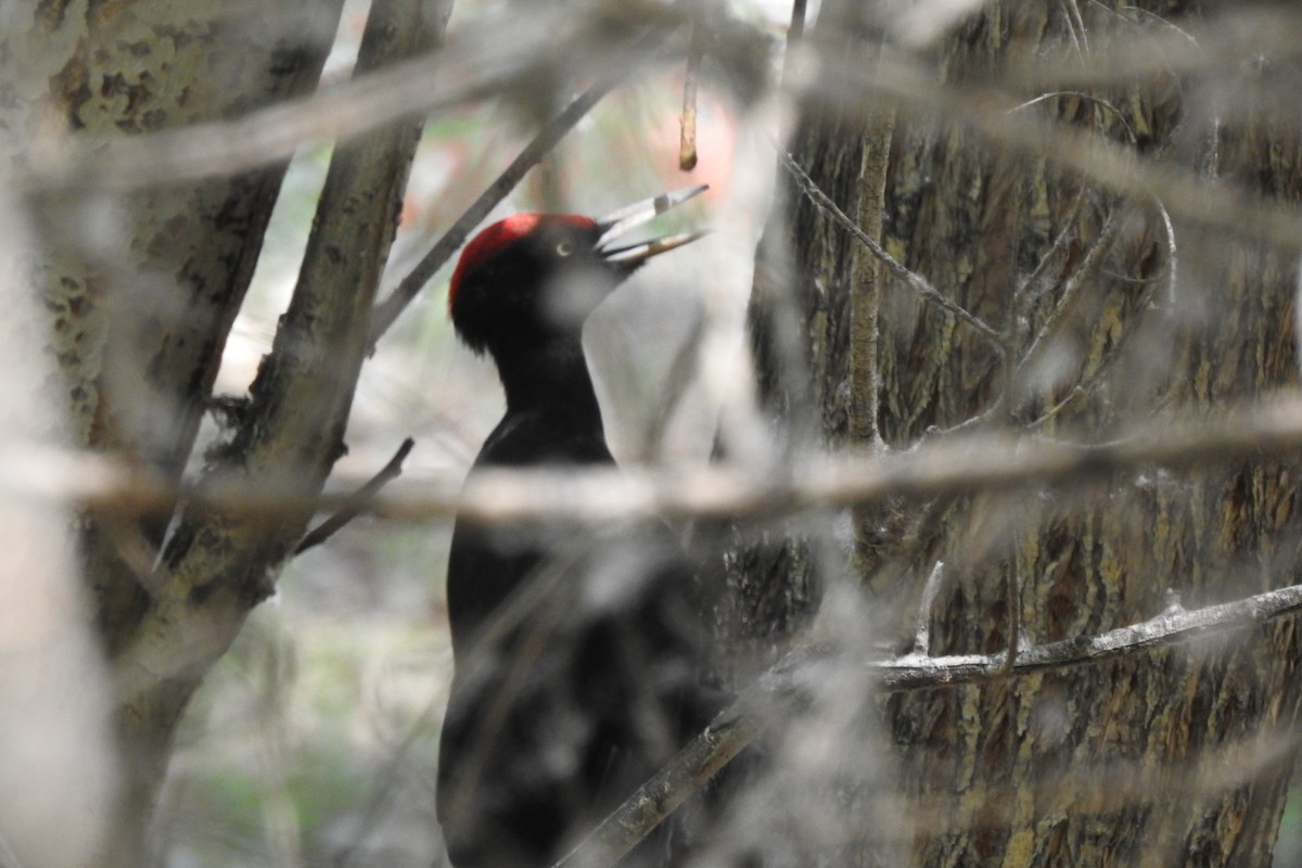 Black Woodpecker - ML583984971