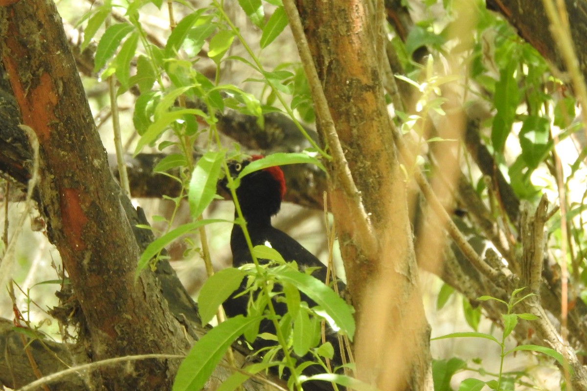 Black Woodpecker - ML583984981