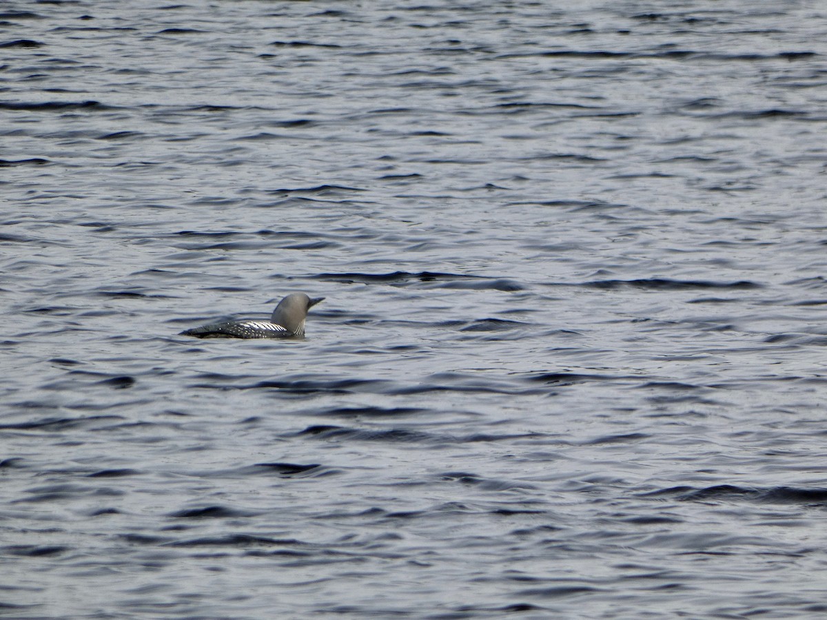 Pacific Loon - Tracy  Waldon