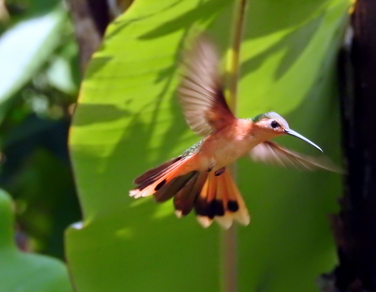 Rufous Sabrewing - ML583985481